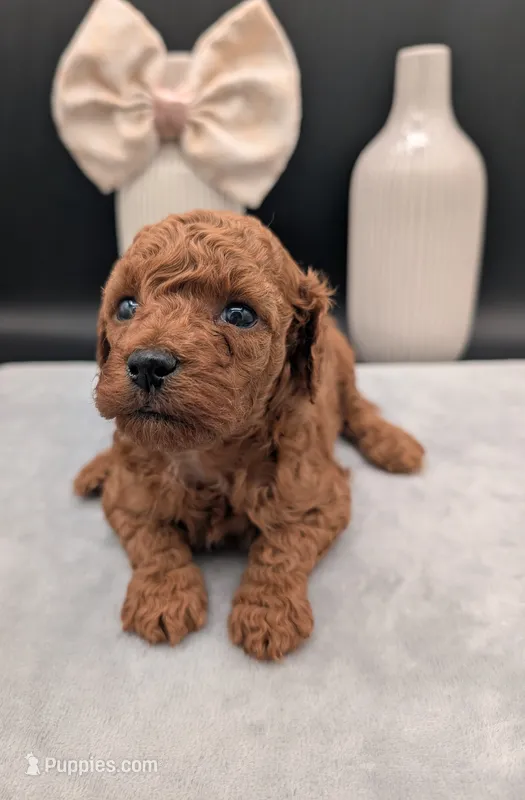 Sophia 🩷 – Poodle - Miniature  puppy for sale in Meta, MO
