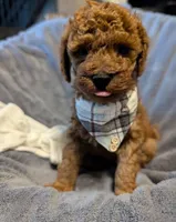 Cal 🤍, a male Poodle - Miniature  for sale in Meta, MO – 7 of 10