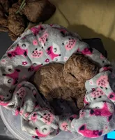 Bo Peep 🩷, a female Poodle - Miniature  for sale in Meta, MO – 5 of 10