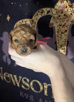 Raspberry 🩷, a female Poodle - Toy  for sale in Meta, MO – 3 of 10