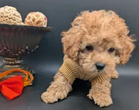 Bamm Bamm 🧡, a male Poodle - Toy  for sale in Meta, MO – 2 of 10