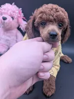 Jessie 💛, a female Poodle - Miniature  for sale in Meta, MO – 8 of 10