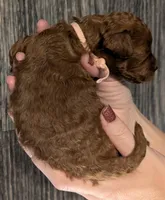 Nala 🩷, a female Poodle - Miniature  for sale in Meta, MO – 7 of 10
