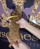 Jessie 💛, a female Poodle - Miniature  for sale in Meta, MO – 3 of 10
