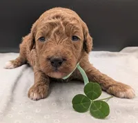 Linus 💚, a male Poodle - Miniature  for sale in Meta, MO – 4 of 10