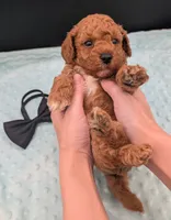Snoopy 🖤, a male Poodle - Miniature  for sale in Meta, MO – 6 of 10