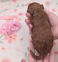 Sophia 🩷, a female Poodle - Miniature  for sale in Meta, MO – 4 of 10