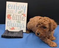 Pompadour 🖤, a male Poodle - Miniature  for sale in Meta, MO – 4 of 10