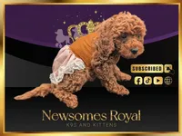 Maple 🍁, a female Poodle - Miniature  for sale in Meta, MO – Photo 6 of 10