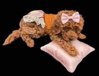 Maple 🍁, a female Poodle - Miniature  for sale in Meta, MO – Photo 2 of 10