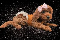 Maple 🍁, a female Poodle - Miniature  for sale in Meta, MO – Photo 7 of 10