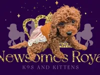 Maple 🍁, a female Poodle - Miniature  for sale in Meta, MO – Photo 8 of 10