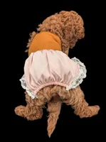 Maple 🍁, a female Poodle - Miniature  for sale in Meta, MO – Photo 9 of 10