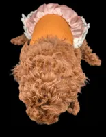 Maple 🍁, a female Poodle - Miniature  for sale in Meta, MO – Photo 10 of 10