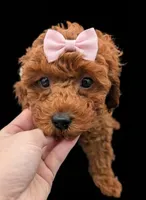 Maple 🍁, a female Poodle - Miniature  for sale in Meta, MO – Photo 1 of 10