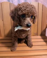 Jessie 💛, a female Poodle - Miniature  for sale in Meta, MO – 8 of 10
