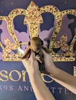 Jessie 💛, a female Poodle - Miniature  for sale in Meta, MO – 10 of 10