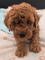 Pompadour 🖤, a male Poodle - Toy  for sale in Meta, MO – 5 of 10
