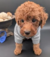 Blueberry 🫐, a male Poodle - Toy  for sale in Meta, MO – 10 of 10