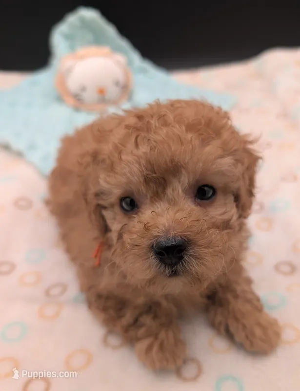 Bamm Bamm 🧡 – Poodle - Toy  puppy for sale in Meta, MO