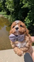 Nathan 🩶, a male Cavapoo for sale in Meta, MO – 6 of 10