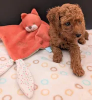 Grape 🍇, a female Poodle - Toy  for sale in Meta, MO – 5 of 10