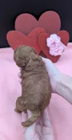 Sophia 🩷, a female Poodle - Miniature  for sale in Meta, MO – 9 of 10