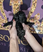Sarabi 💜, a female Poodle - Miniature  for sale in Meta, MO – 10 of 10