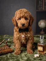 Abel 🤎, a male Poodle - Miniature  for sale in Meta, MO – 4 of 10