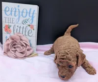 Pixie 🩷, a female Poodle - Miniature  for sale in Meta, MO – 4 of 10