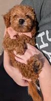 Raspberry 🩷, a female Poodle - Toy  for sale in Meta, MO – 2 of 10