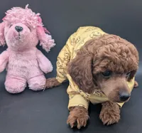 Jessie 💛, a female Poodle - Miniature  for sale in Meta, MO – 10 of 10
