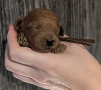 Chestnut 🌰, a male Poodle - Toy  for sale in Meta, MO – 9 of 10