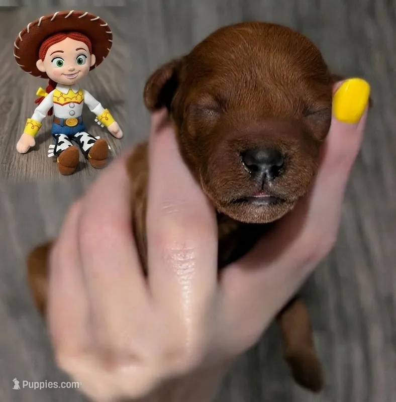 Jessie 💛 – Poodle - Miniature  puppy for sale in Meta, MO