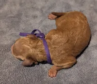 Grape 🍇, a female Poodle - Toy  for sale in Meta, MO – 2 of 10