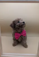 Jessica Simpson Dark 🩷, a female Poodle - Toy  for sale in Meta, MO – Photo 7 of 10