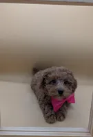 Jessica Simpson Dark 🩷, a female Poodle - Toy  for sale in Meta, MO – Photo 2 of 10