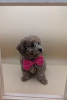 Jessica Simpson Dark 🩷, a female Poodle - Toy  for sale in Meta, MO – Photo 9 of 10