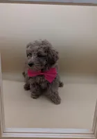 Jessica Simpson Dark 🩷, a female Poodle - Toy  for sale in Meta, MO – Photo 3 of 10