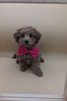 Jessica Simpson Dark 🩷, a female Poodle - Toy  for sale in Meta, MO – Photo 1 of 10