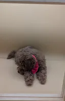 Jessica Simpson Dark 🩷, a female Poodle - Toy  for sale in Meta, MO – Photo 6 of 10