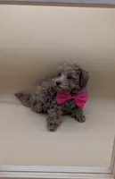 Jessica Simpson Dark 🩷, a female Poodle - Toy  for sale in Meta, MO – Photo 4 of 10