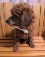 Jessie 💛, a female Poodle - Miniature  for sale in Meta, MO – 6 of 10