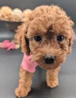 Raspberry 🩷, a female Poodle - Toy  for sale in Meta, MO – 2 of 10