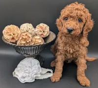 Buzz 🤍, a male Poodle - Miniature  for sale in Meta, MO – 10 of 10