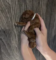 Buzz 🤍, a male Poodle - Miniature  for sale in Meta, MO – 2 of 10