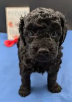 Simba ❤️, a male Poodle - Miniature  for sale in Meta, MO – 10 of 10