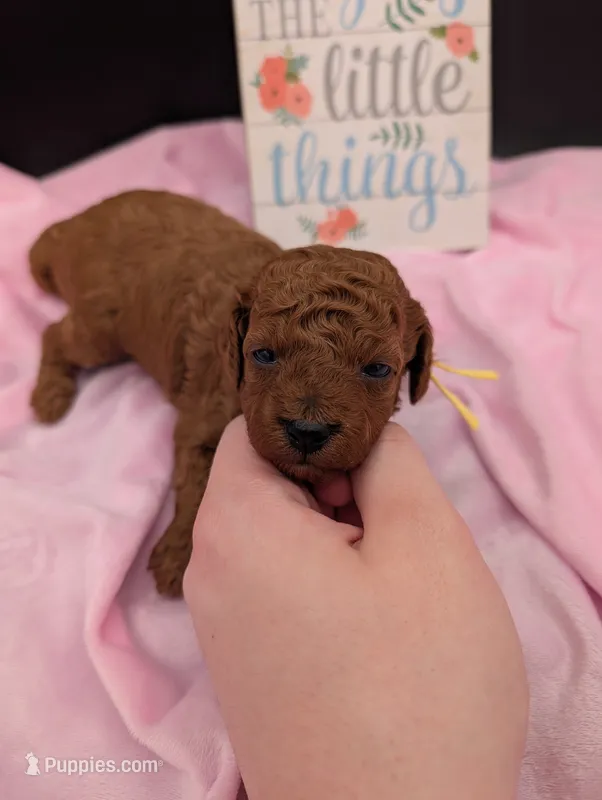 Jessie 💛 – Poodle - Miniature  puppy for sale in Meta, MO