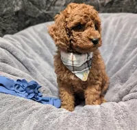Caleb 🩵, a male Poodle - Miniature  for sale in Meta, MO – 4 of 10