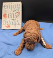Buzz 🤍, a male Poodle - Miniature  for sale in Meta, MO – 6 of 10